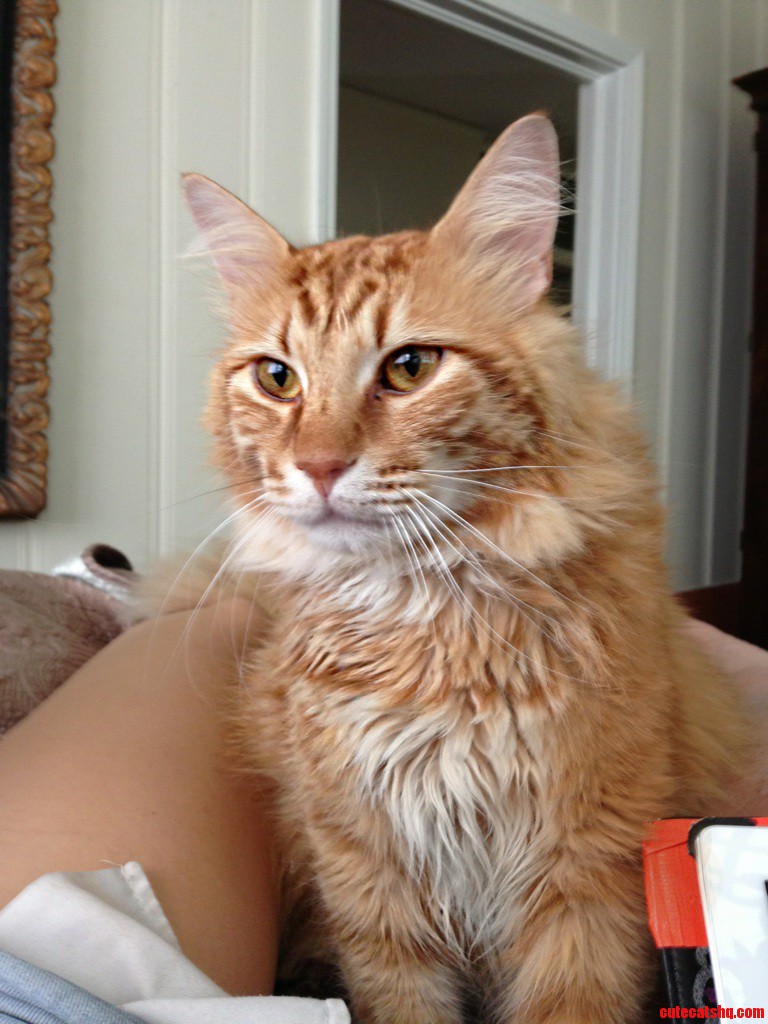 Big. Orange. Fluffy.