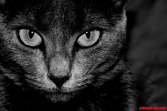 Black Cat