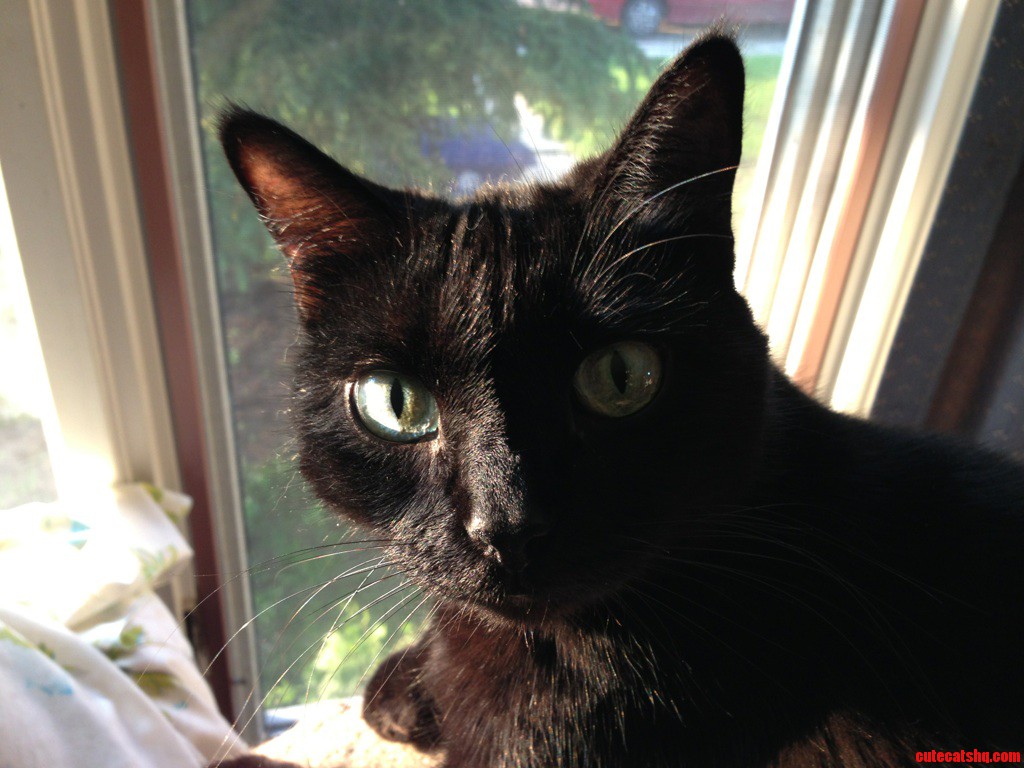 Black Cats Are Not Bad Luck