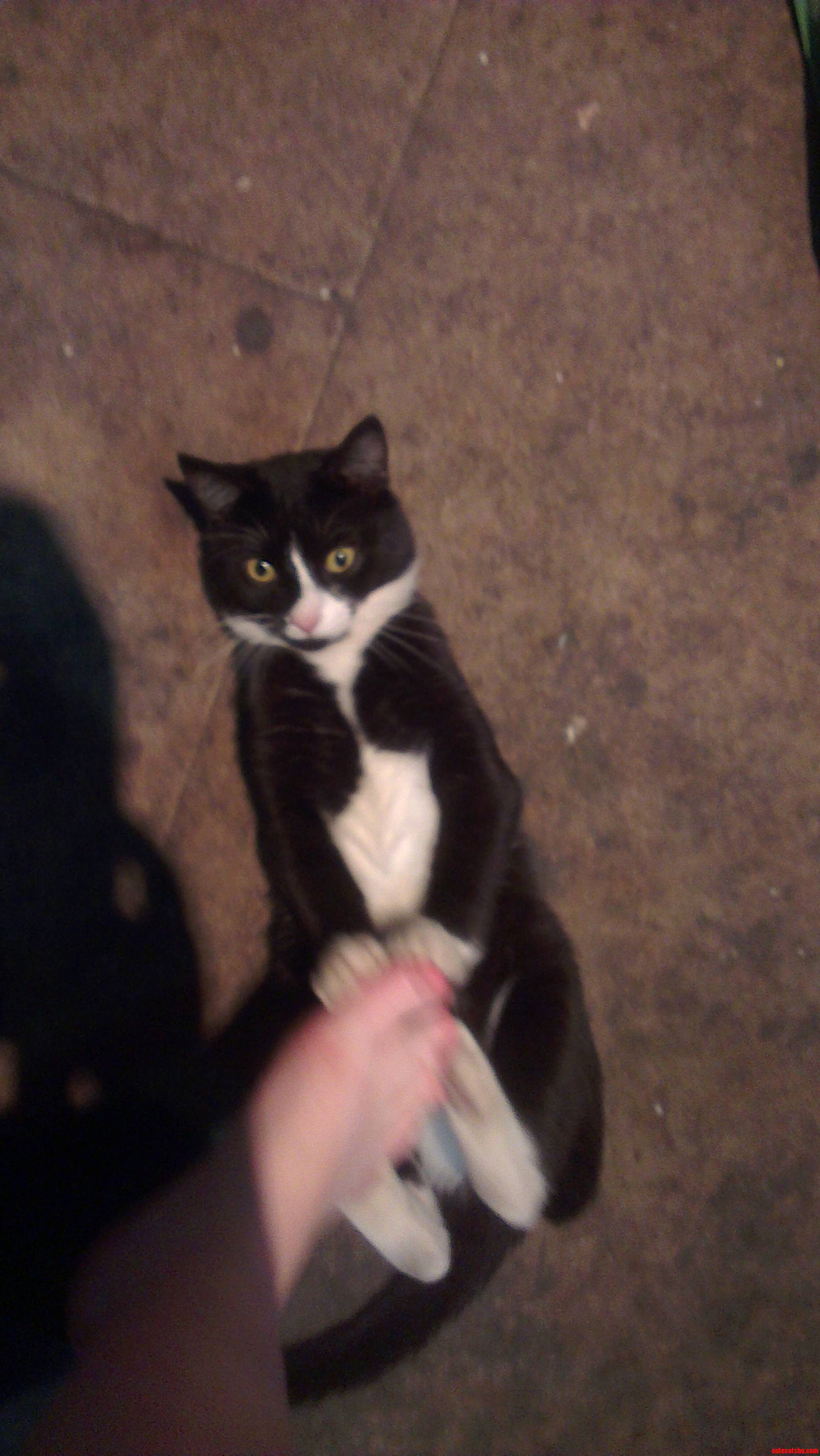 Boo Doesn T Like My Foot