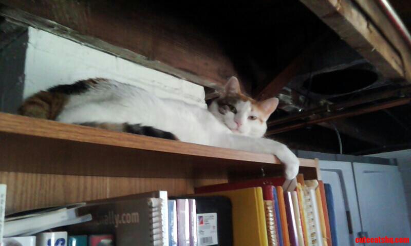 Bookshelf Cat Is Judging You