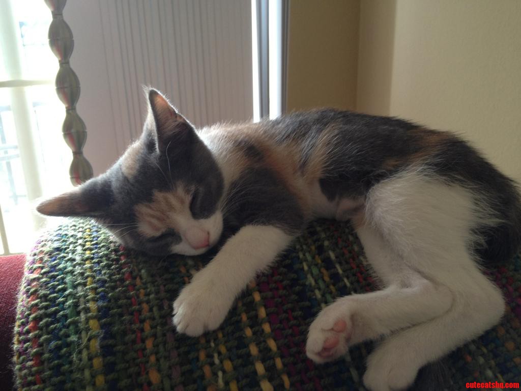 Brand New Kitten-i Want to Name Her Something Awesome Because Her Little Face Mask Is So Unique  Help