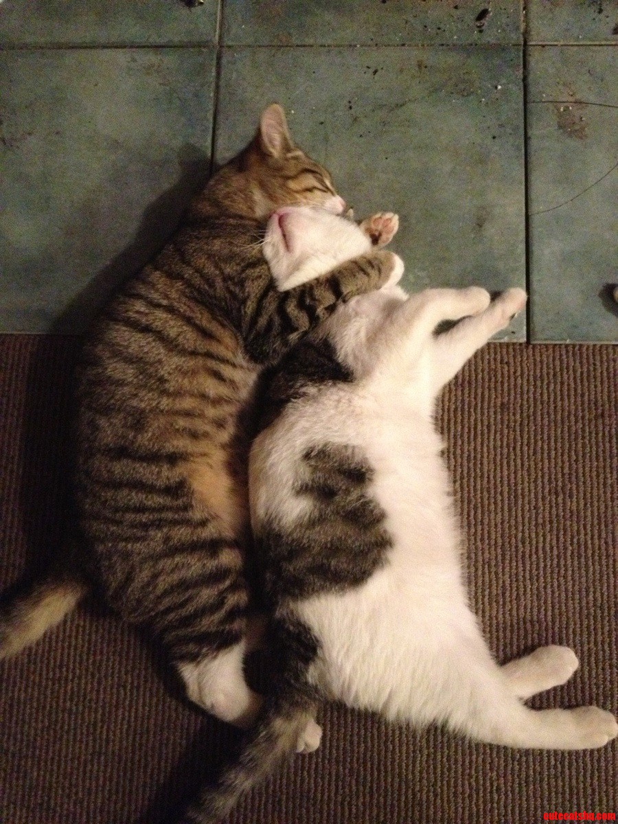 Buddies Snuggling in Front of the Fire.