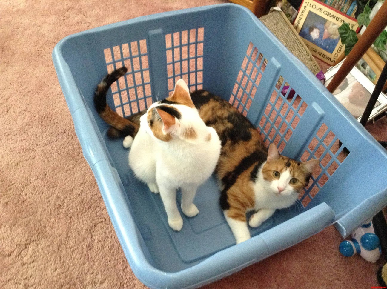 Cat Catching Device V2. Success.