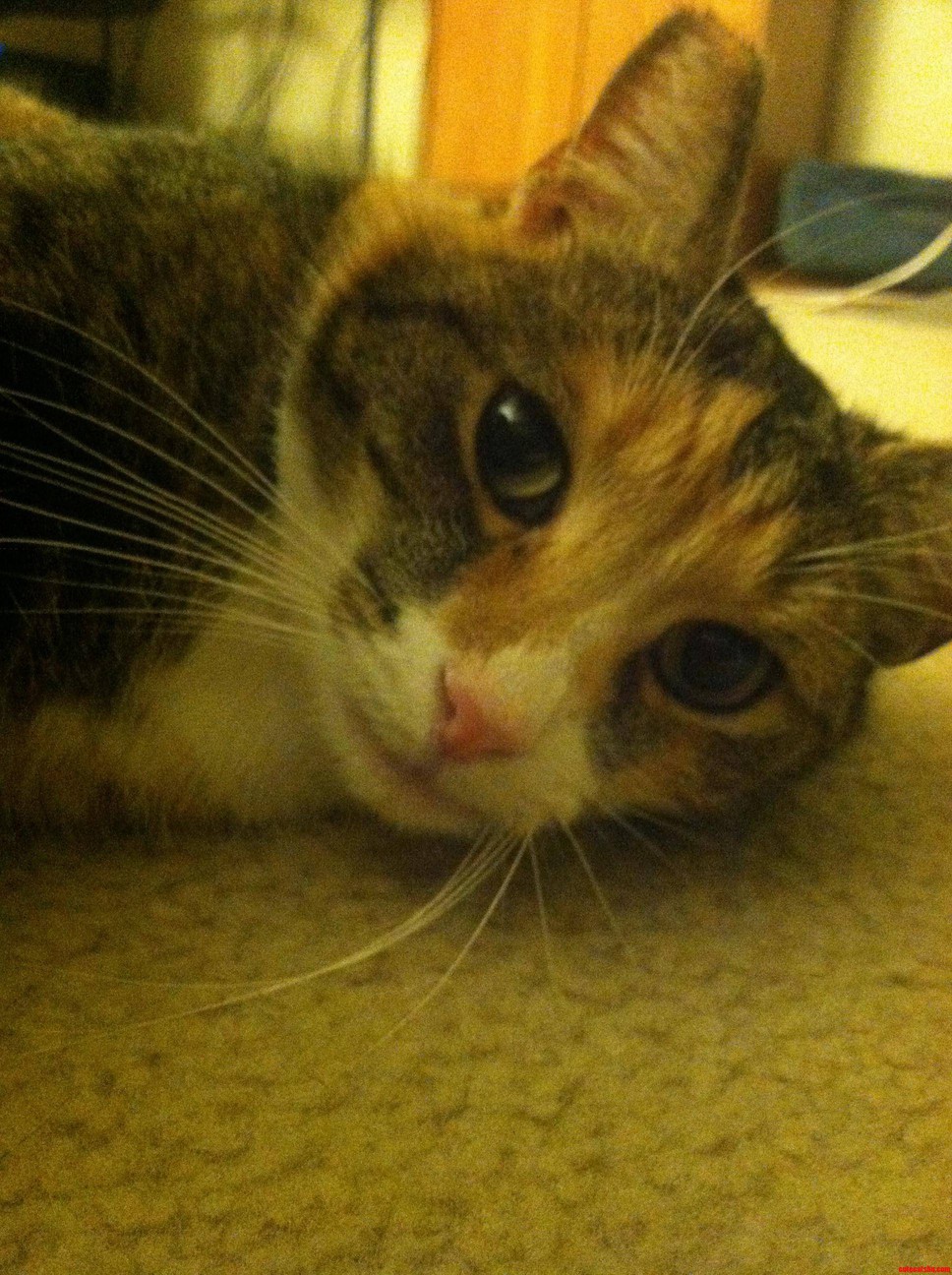 Cat Close-up on the Carpet