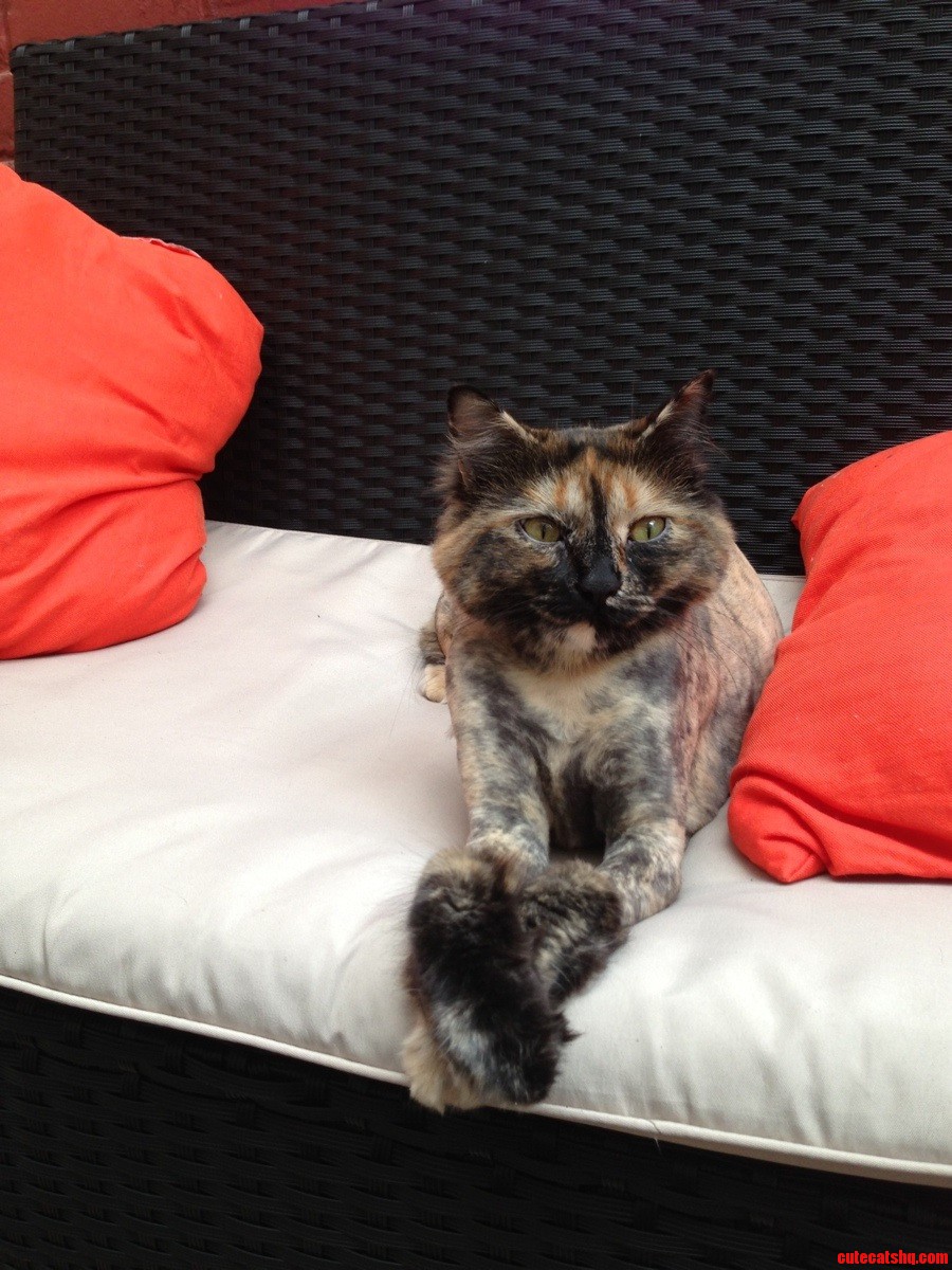 Tortoiseshell cat