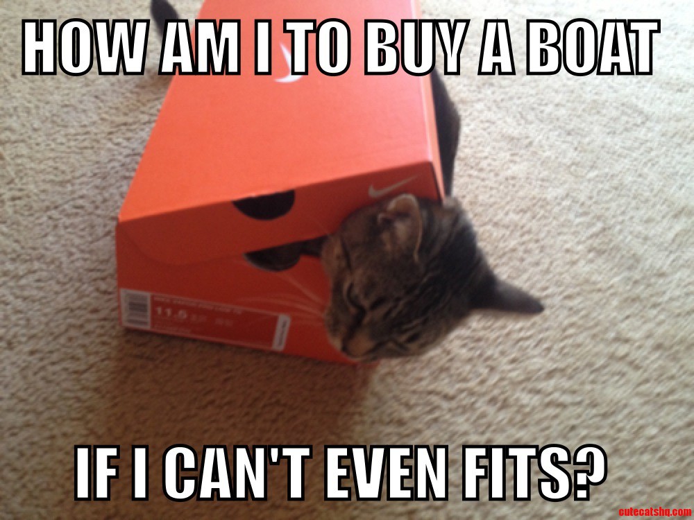 Cat Problems