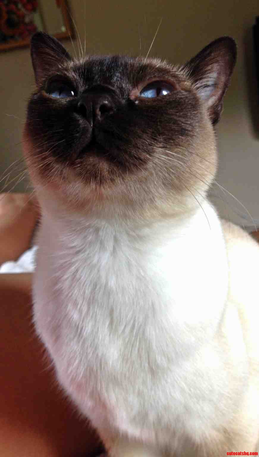Cat Smile