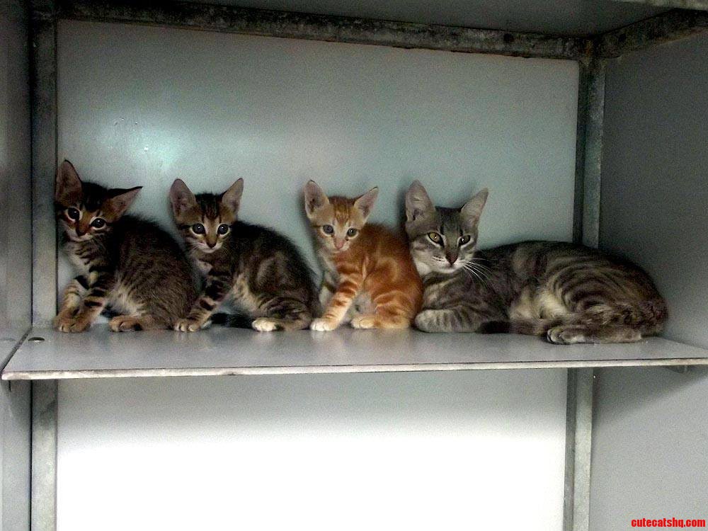 Cat Train Mama and Her Three Kittens in the Animal Shelter Bonaire
