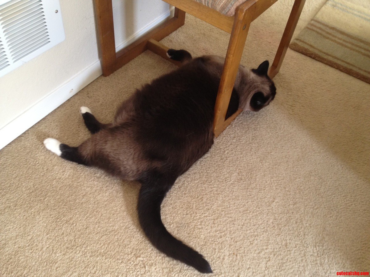 Cats Can Sleep Anywhere