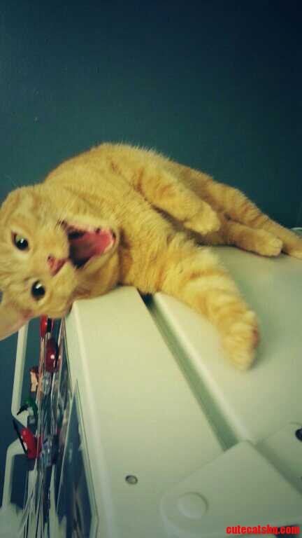 Caturday Night Party Animal