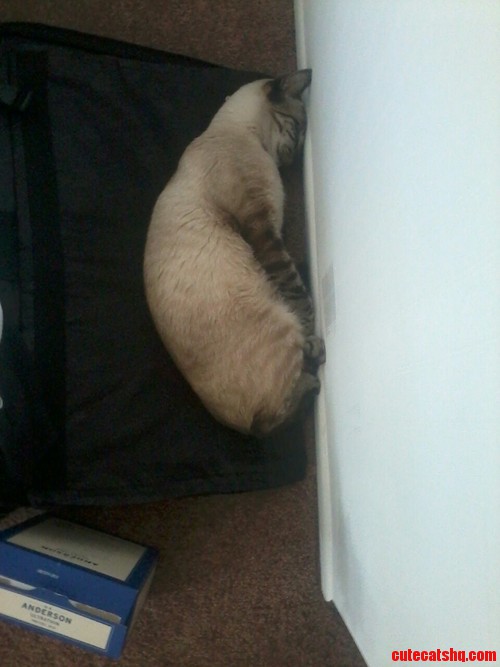 Caught Him Sleeping Like This a While Back...