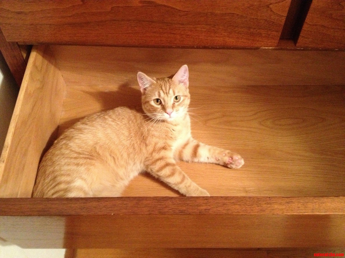Chameleon Cat
