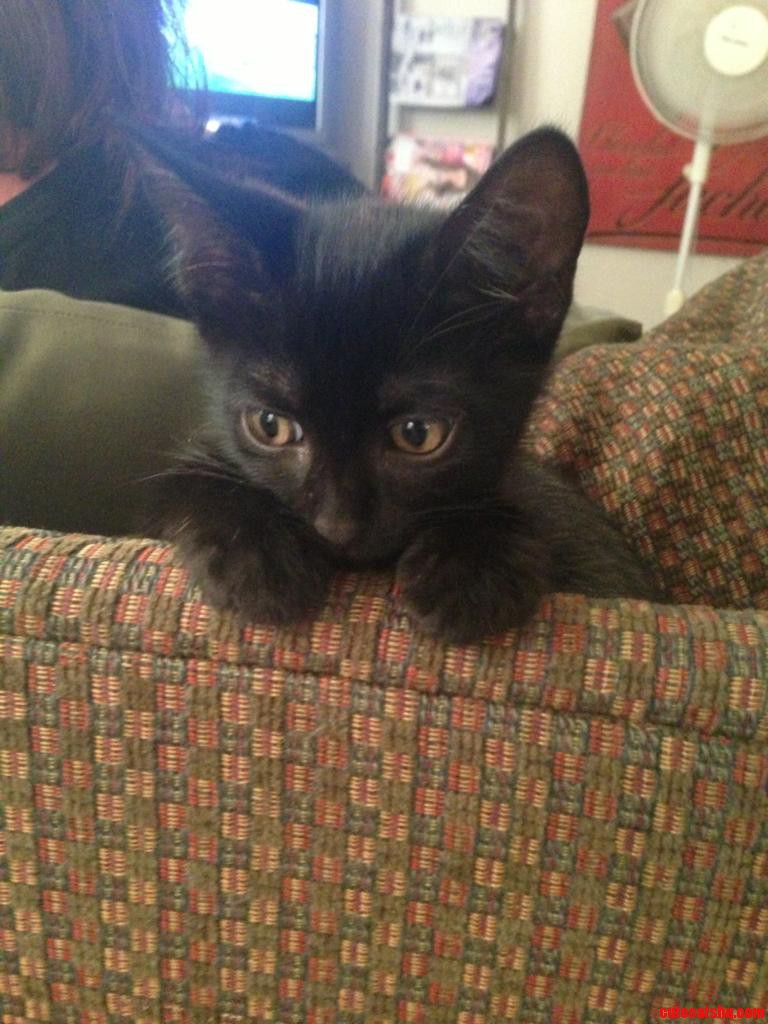 Charlie Kitten  Those Eyes