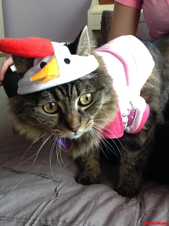 Chicken Head