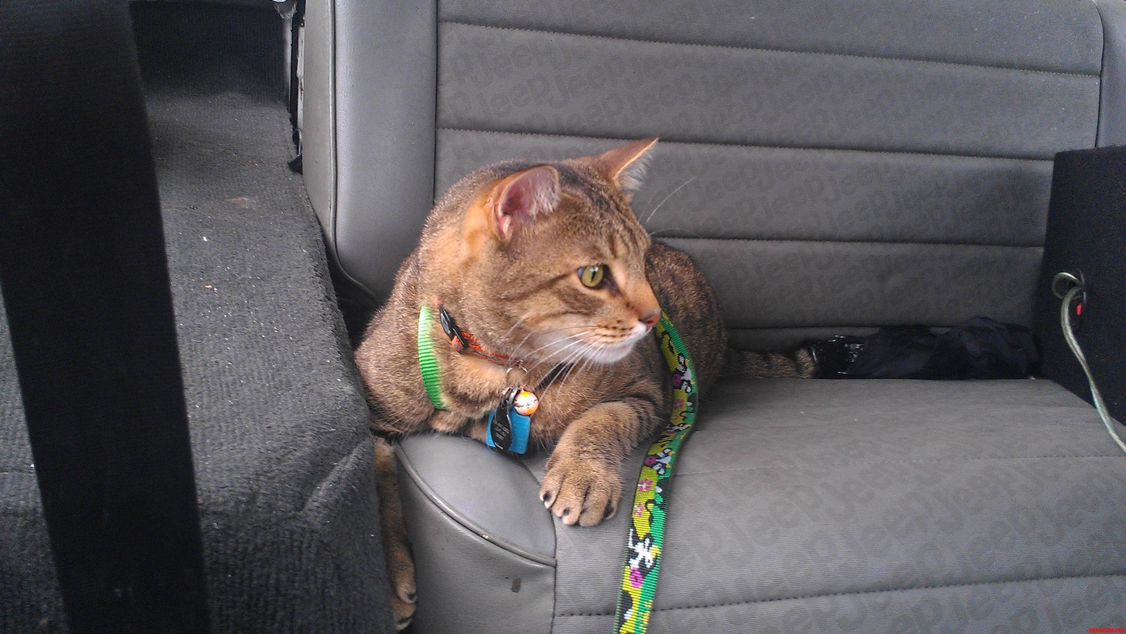 Chilling in the Jeep