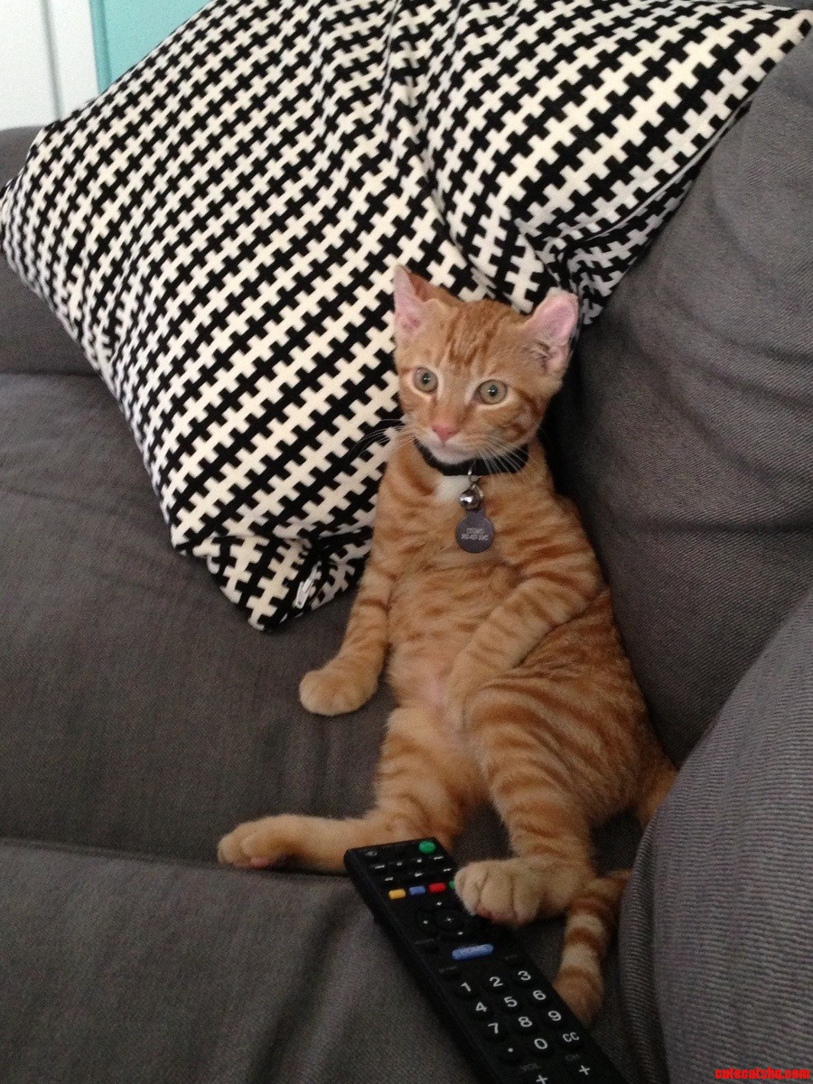 Cosmo Just Lounging About.