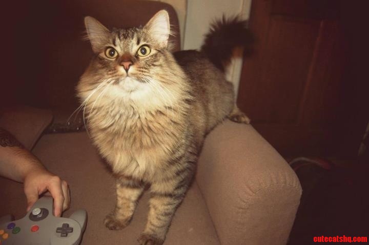Cosmo  My Lost and Then Found Brave Boy