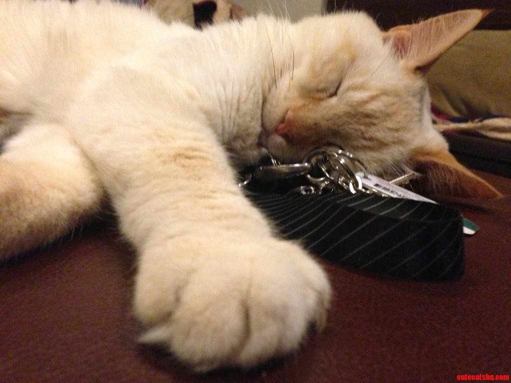 Couldn T Find My Keys Anywhere  and Then He Moved a Little