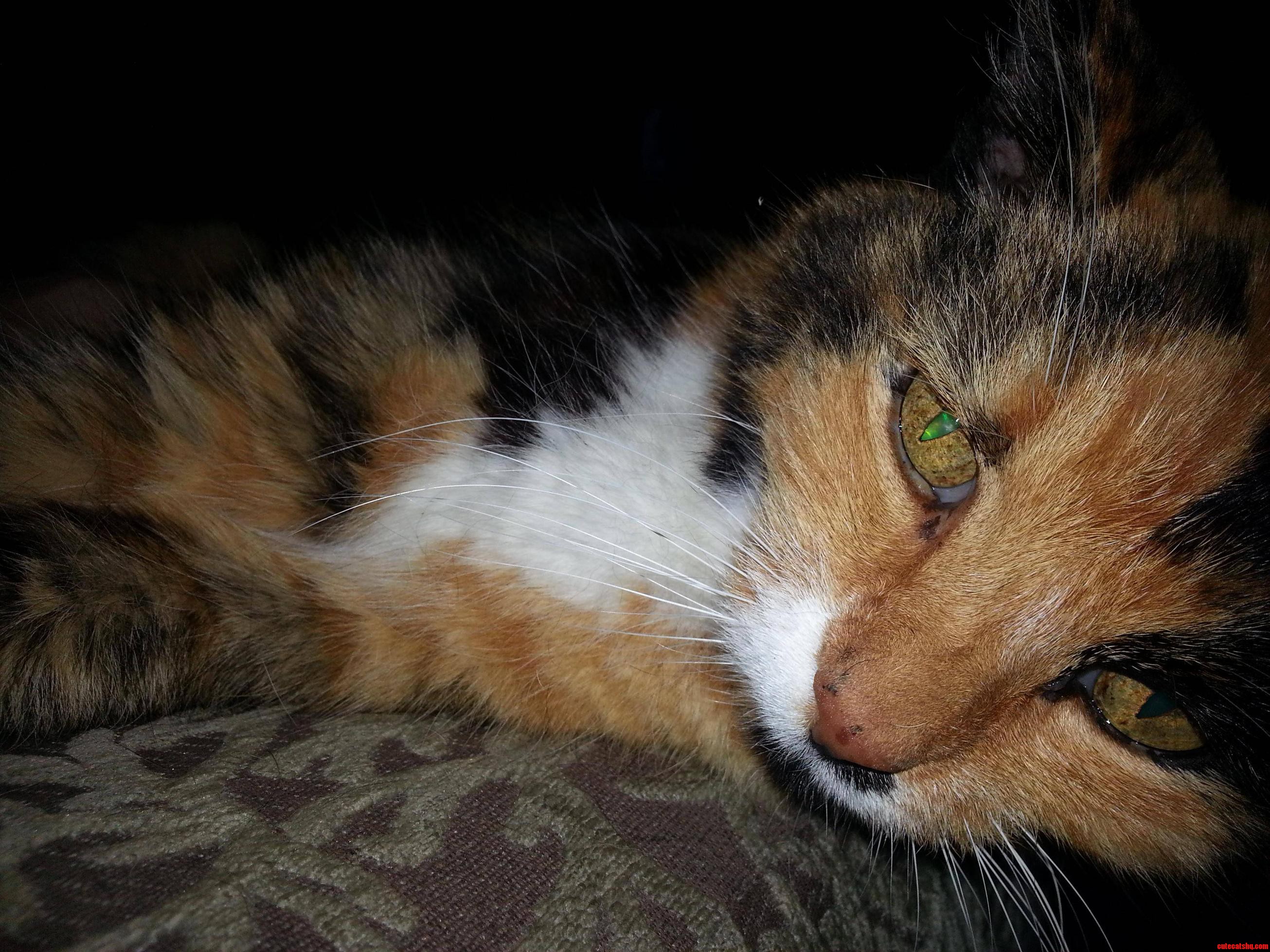 Crazy Eyed Kitty