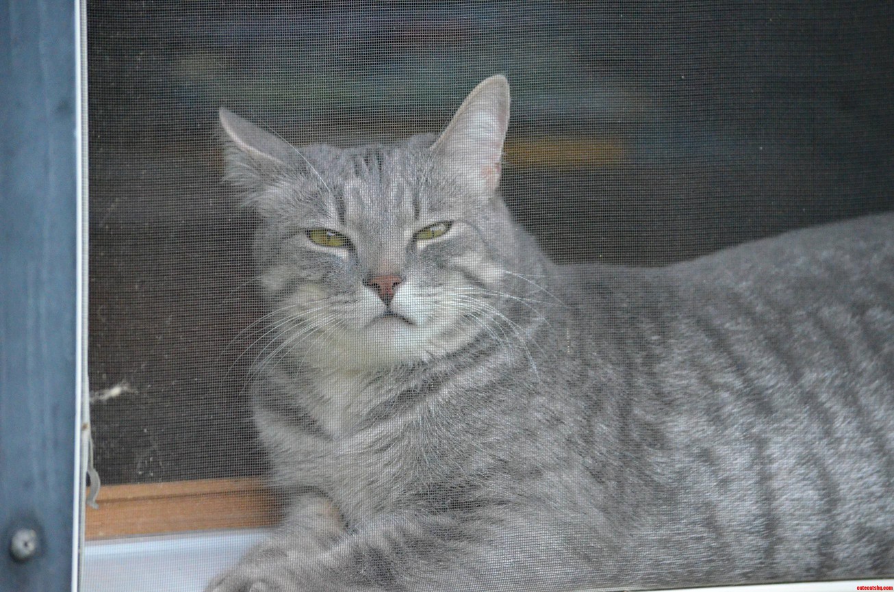 Crossed-eyed Cat