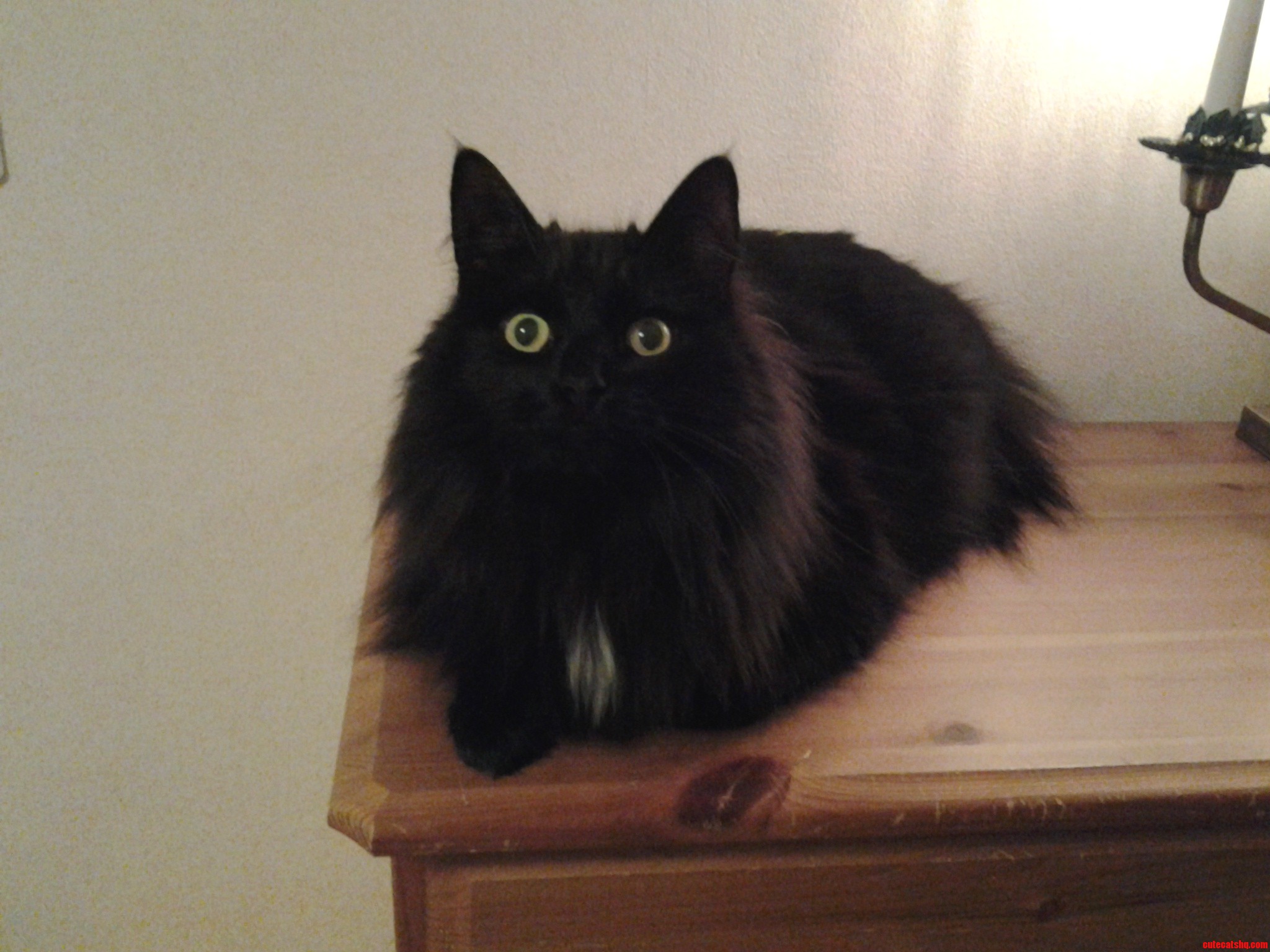 Curious and Fluffy