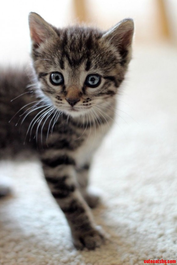 Curious Kitty