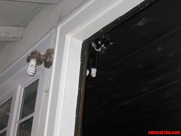 Curtain Rod Cat Is Watching You Masturbate