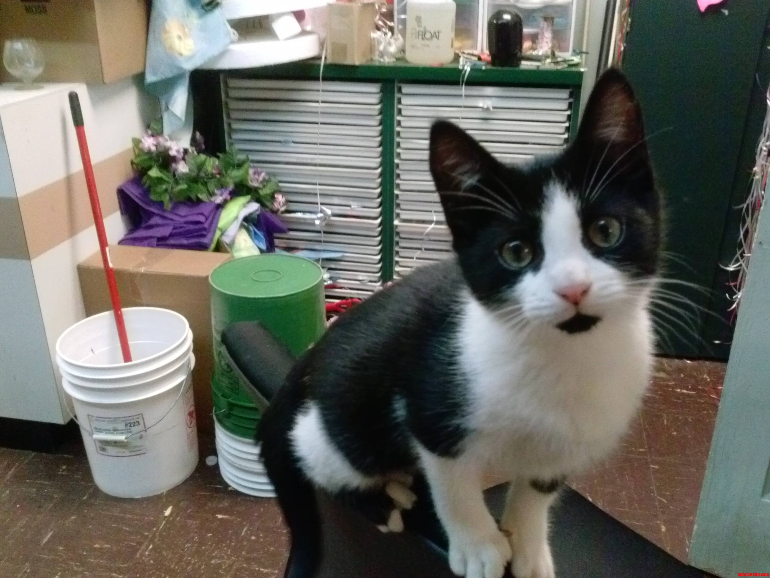 Cute Kitty