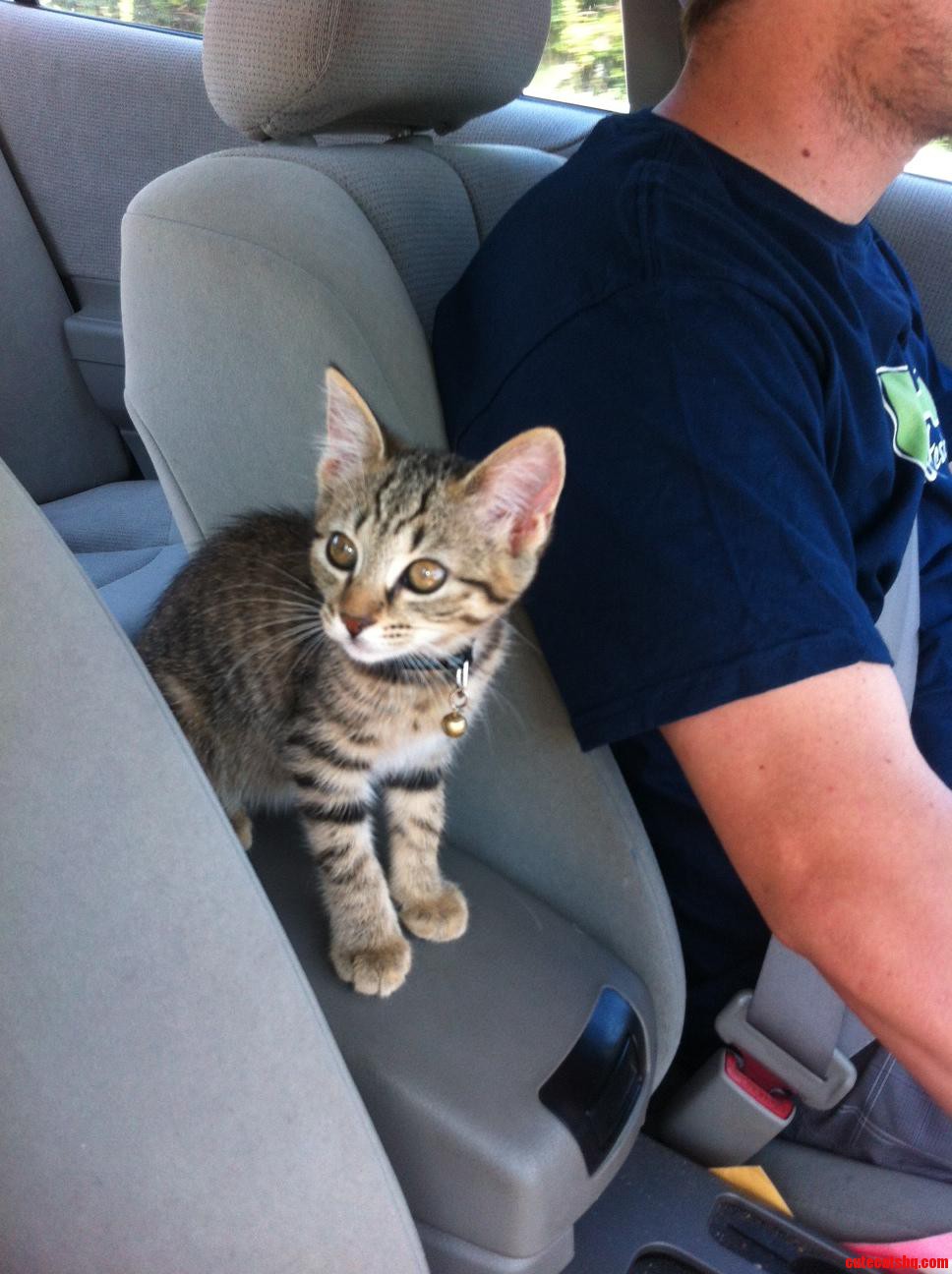 Cute Little Kitten in Need of a Good Name.