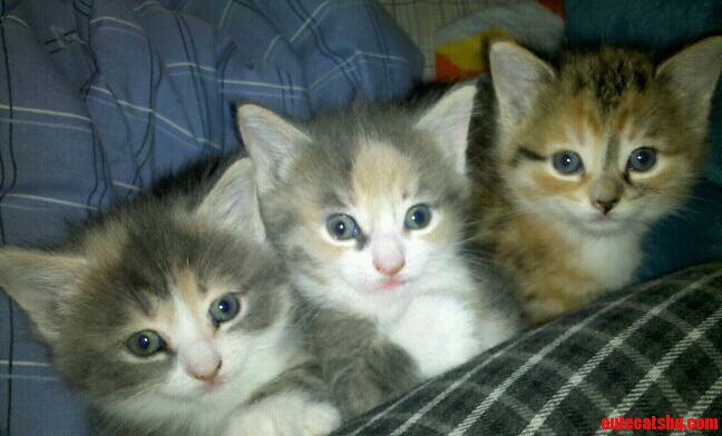 Cuteness Overload   2 Years Ago  Jelly  Butter and Peanut