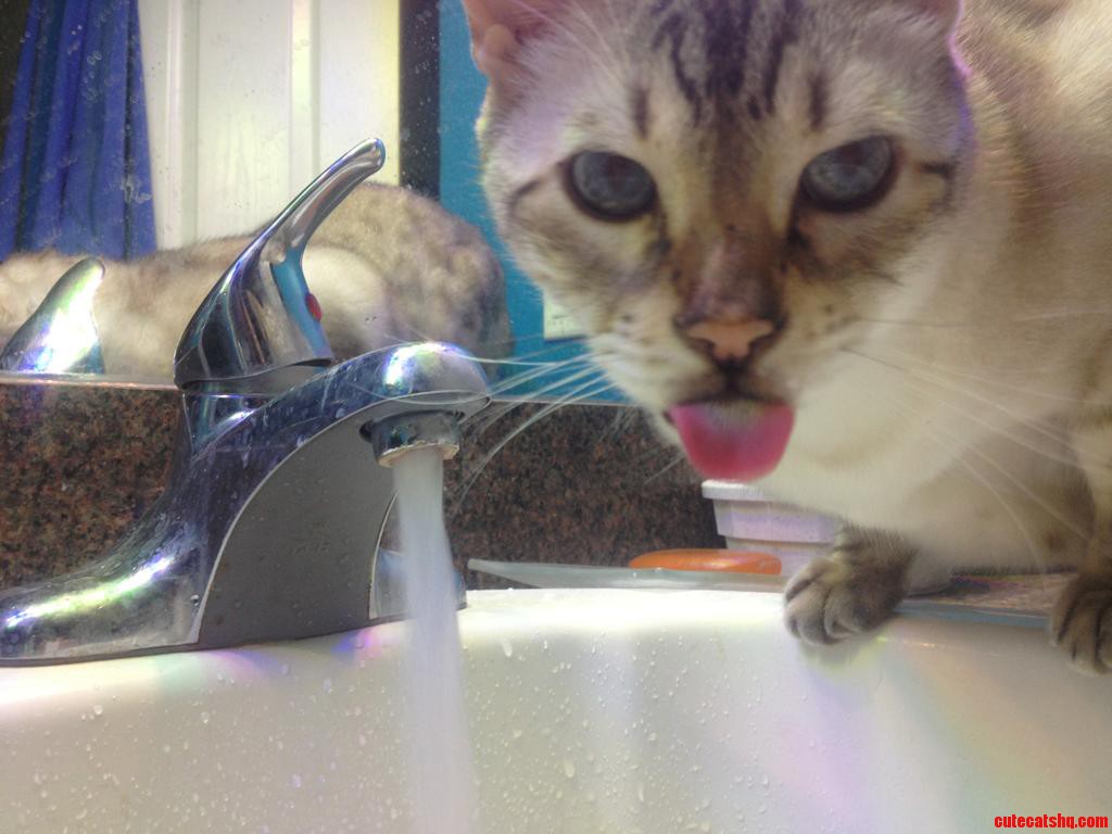 Day 473 in Captivity  Human Still Ignored My Demands for Spring Water.