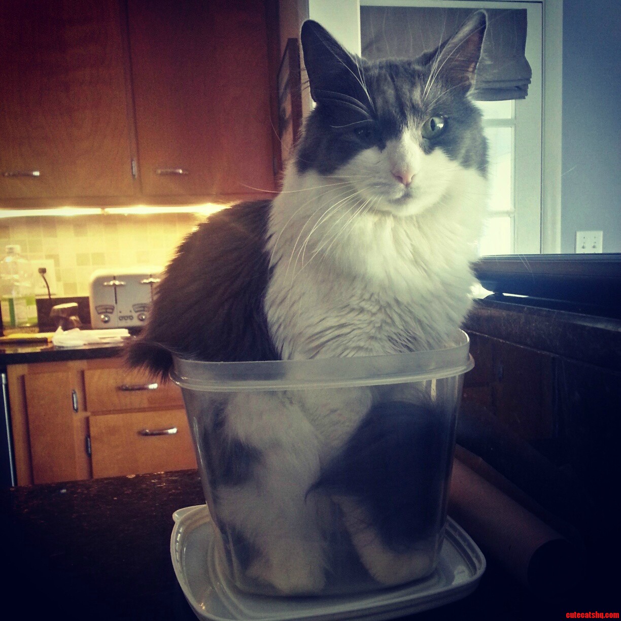 Delilah Likes to Help in the Kitchen.