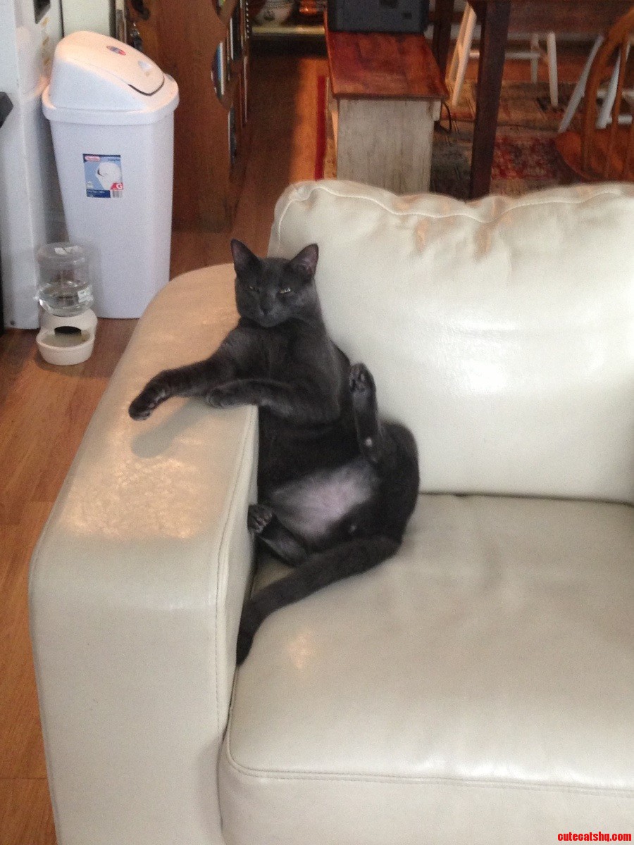 Diesel Thinks He S Mr. Cool When He Sit S Like a Person in the Chair.