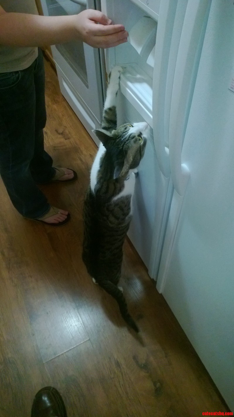 Do You Think My Cat  Rascal  Loves Ice Sooner or Later He Will Figure Out the Lever
