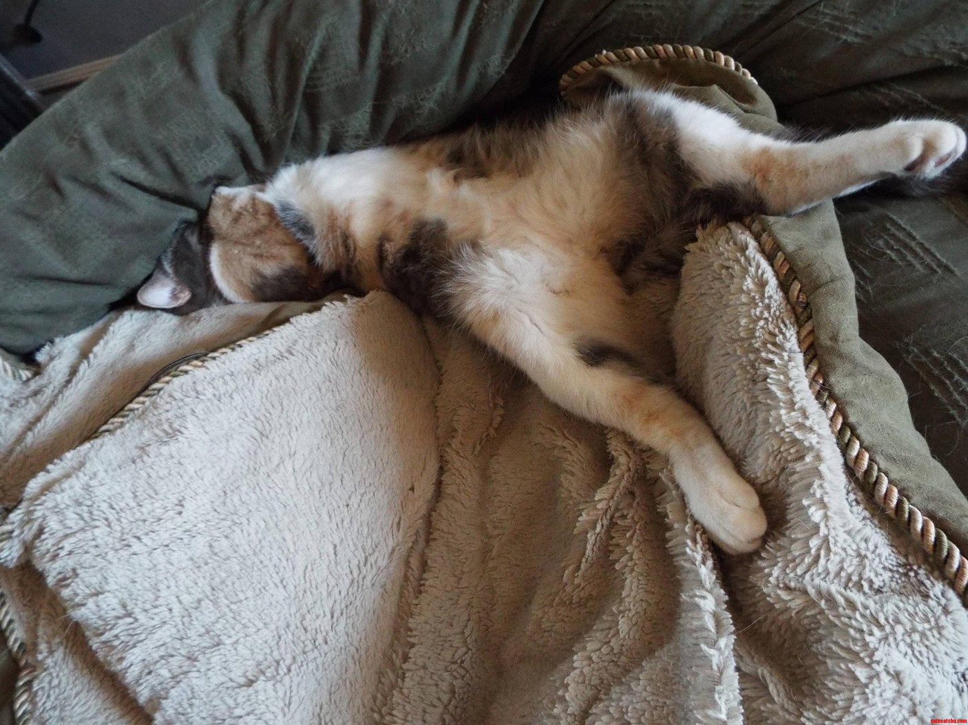 Drusilla S Way of Saying She Does Not Want to Be Bothered While Napping.