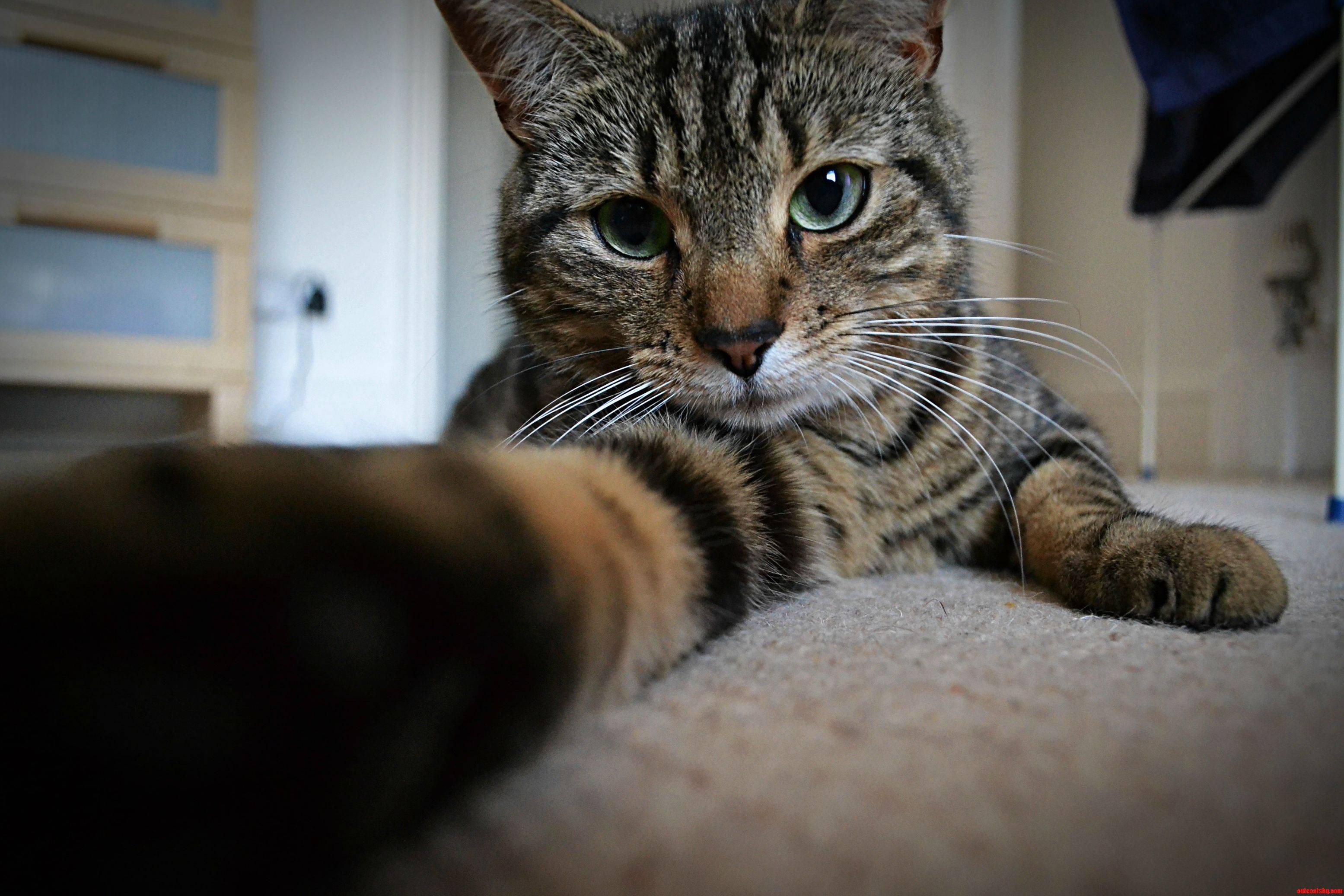 Eggbox Cat Taking a Selfie