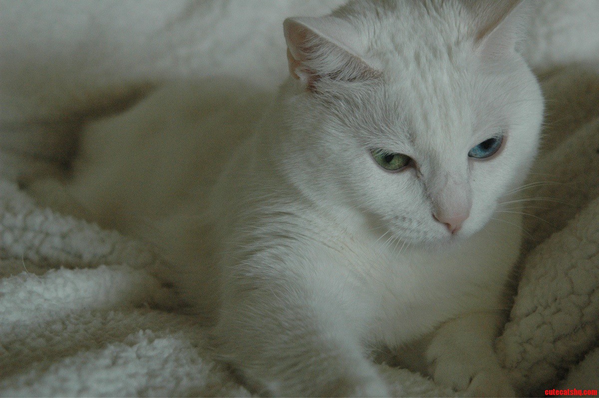 Ellie Deep in Thought.