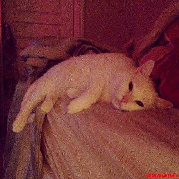 Ellie Has a Hard Life.