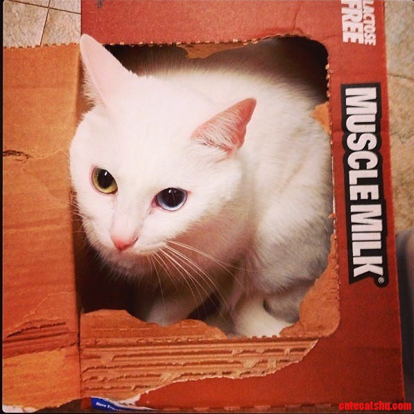 Ellie Loves Boxes.