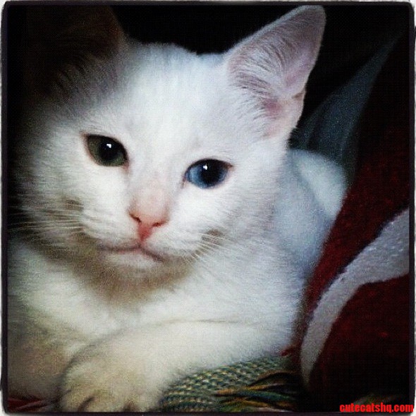 Ellie Was the Cutest Kitten