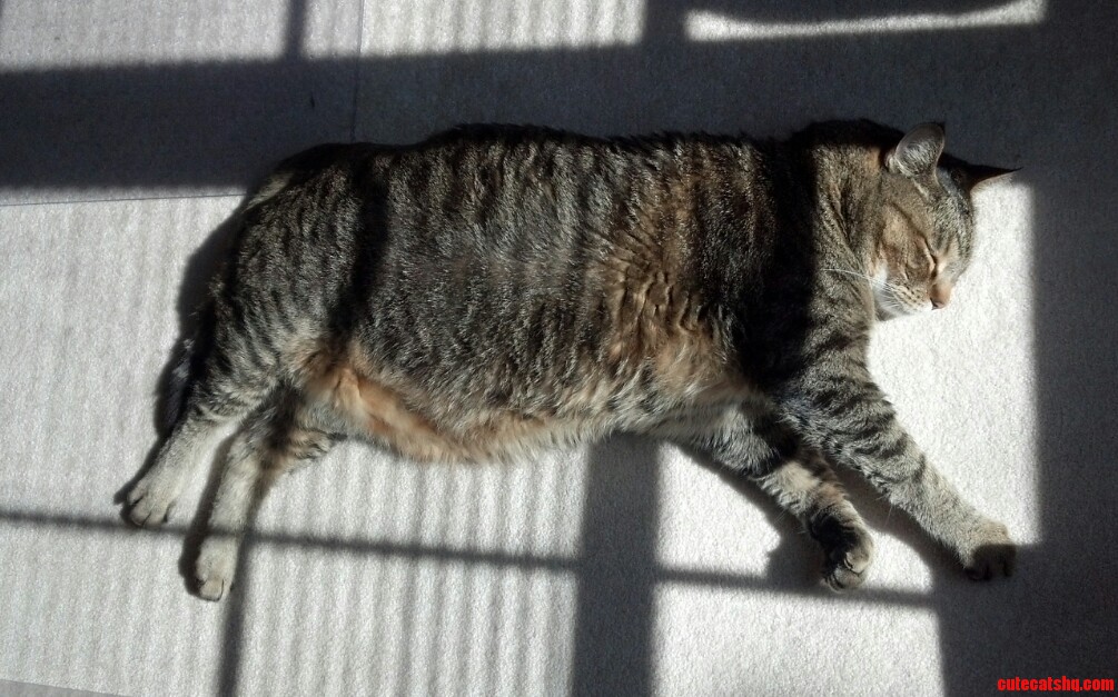 Enjoying the Afternoon Sun