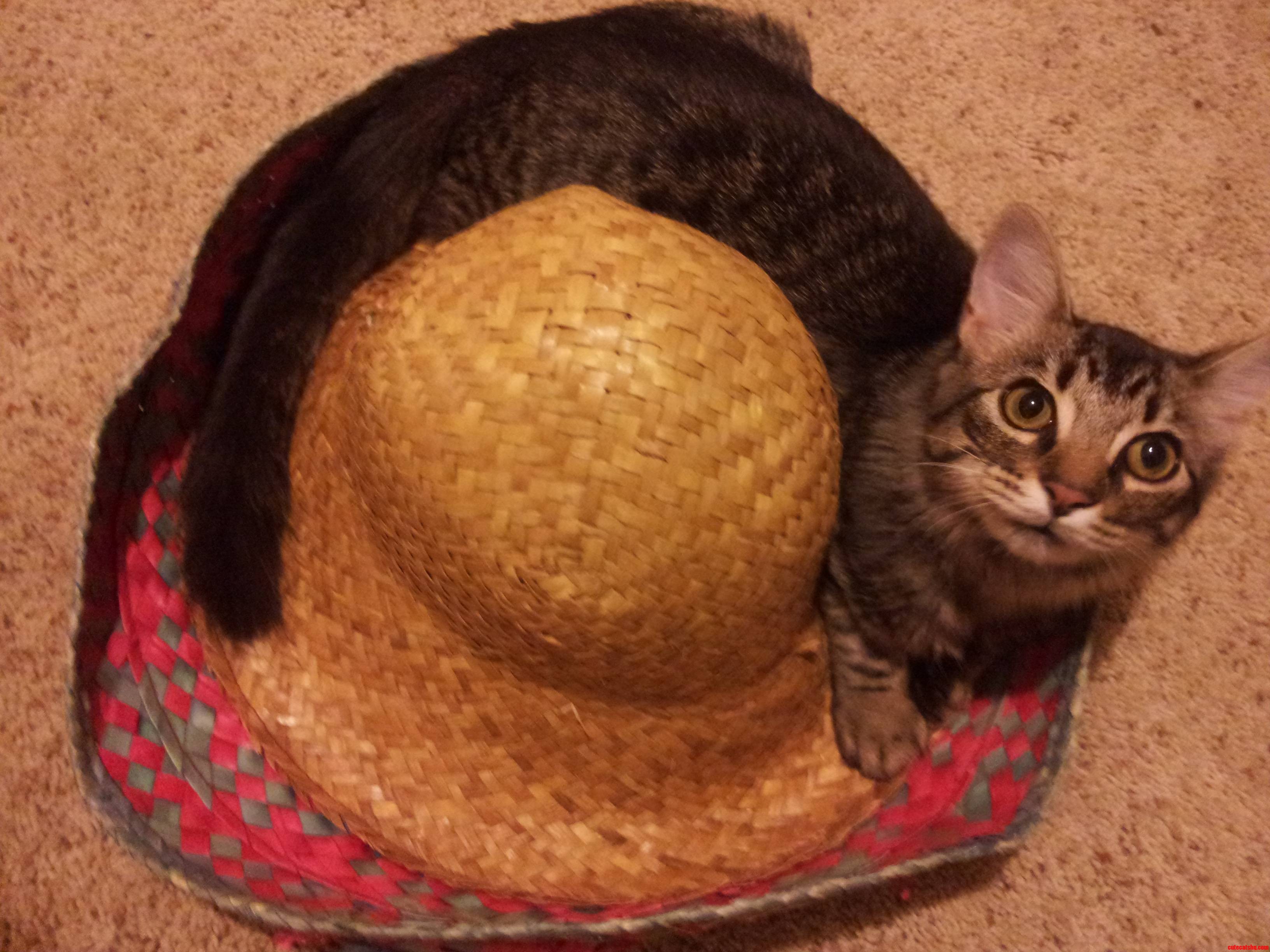 Esta Un Kitteh En Mi Sombrero.