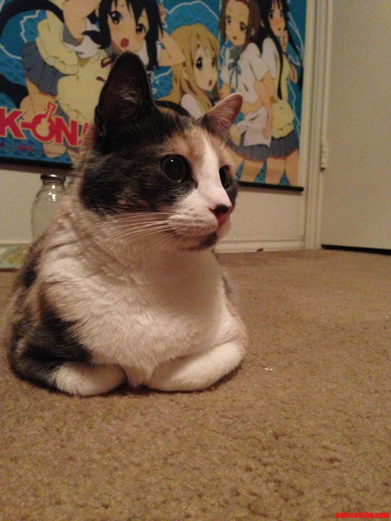 Even Though We Have New Kittens in the House  This Girl Is Always My Number One.