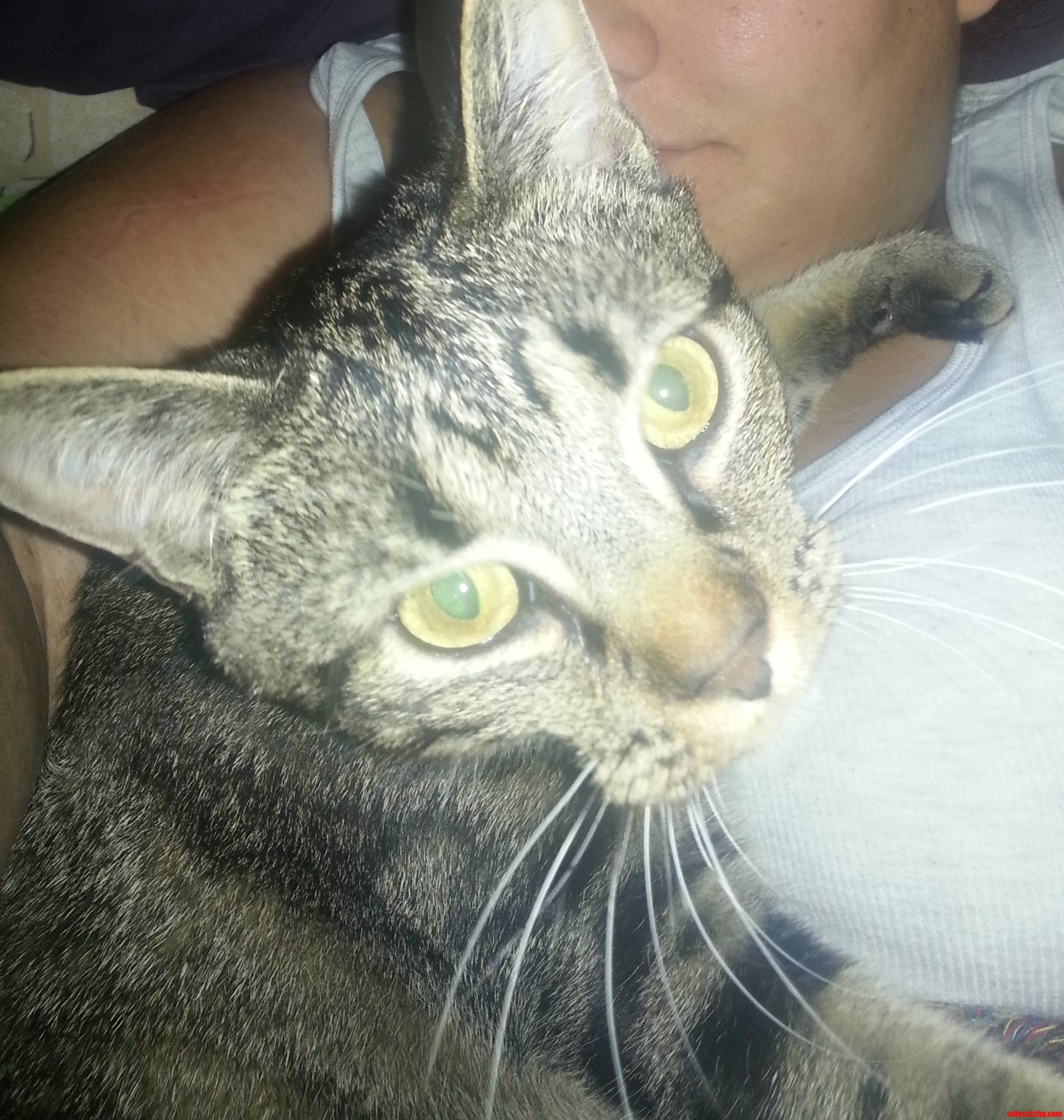 Every Morning He Insists on Laying Across My Chest Like a Human Baby