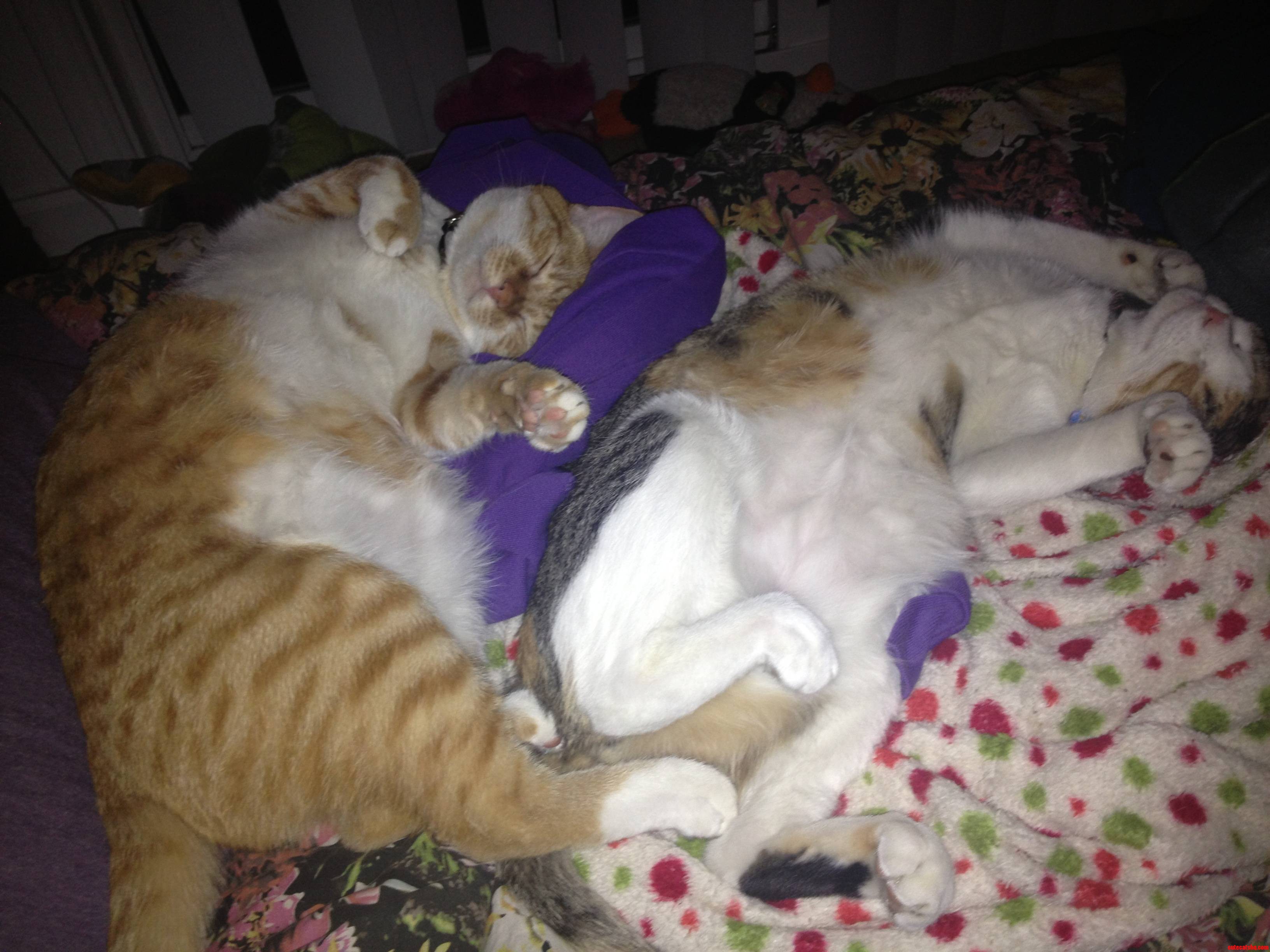 Everyday Is a Lazy Day for Them