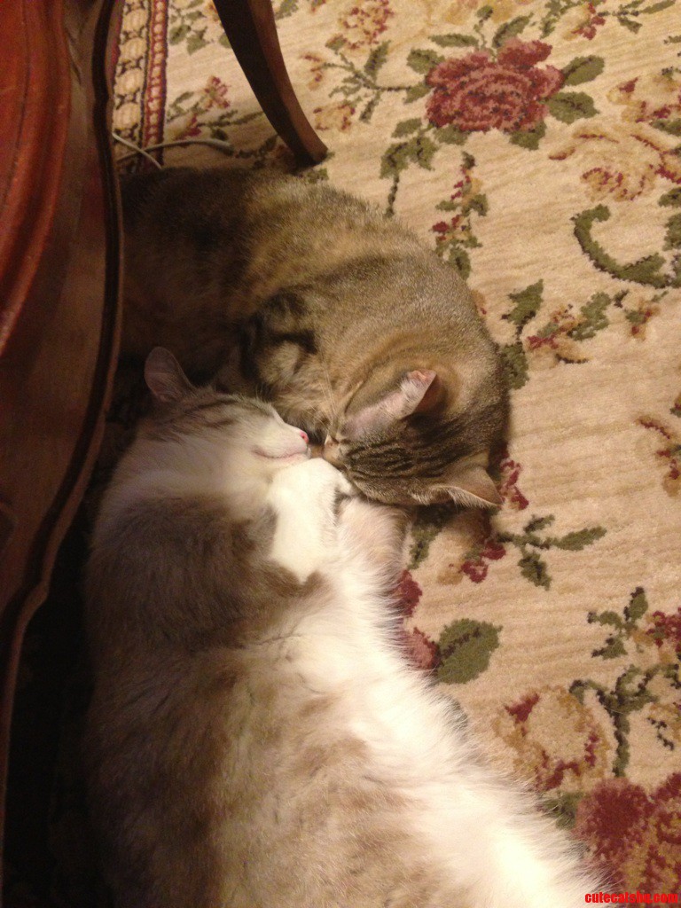 Everywhere One Goes  the Other One Follows. It S True Love