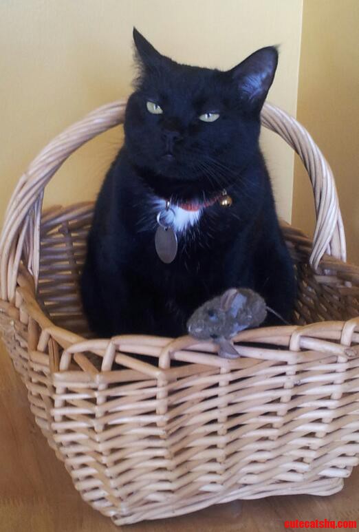 Excuse Me There Is a Mouse on My Basket