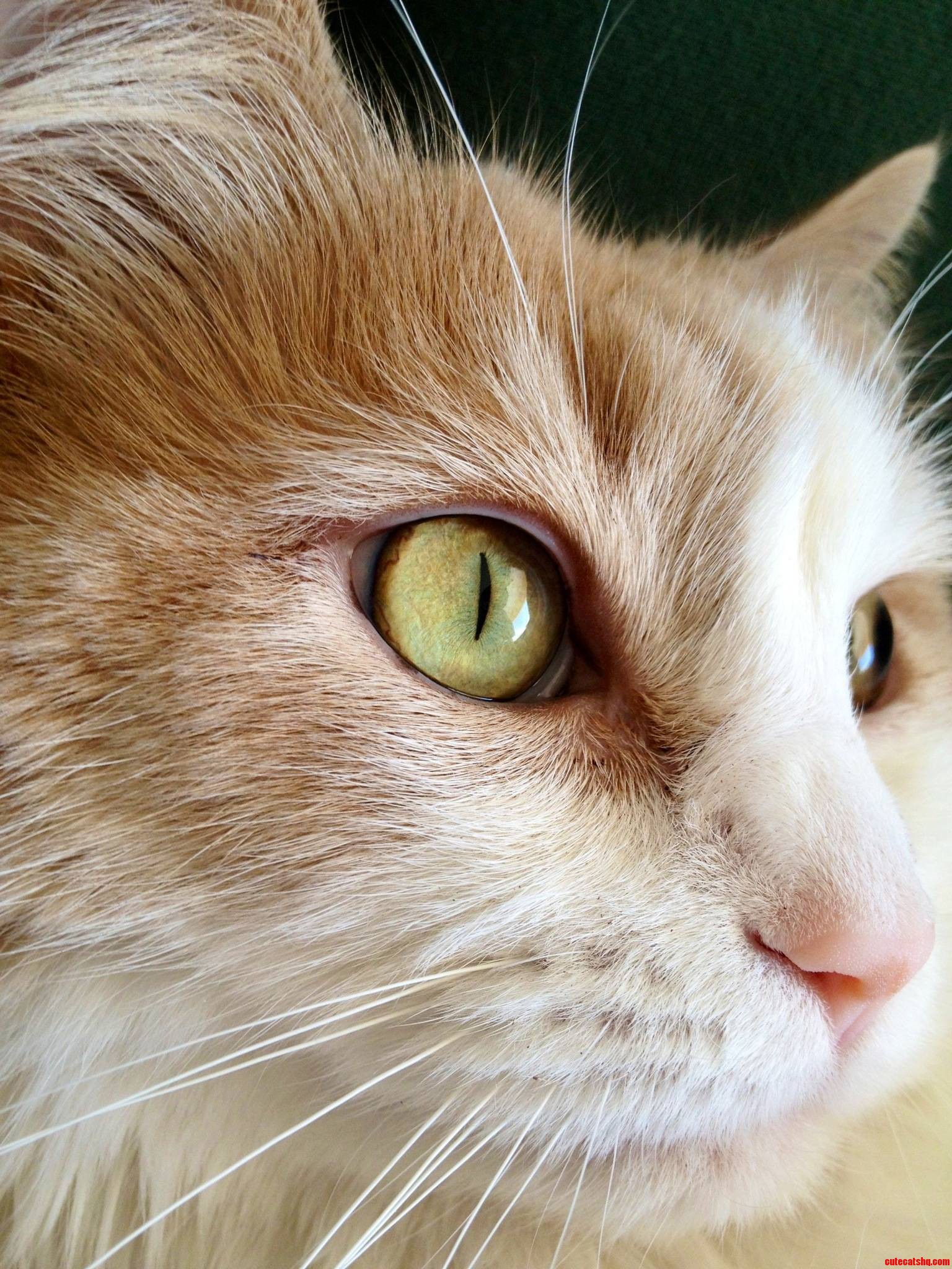 Eye of the Tiger