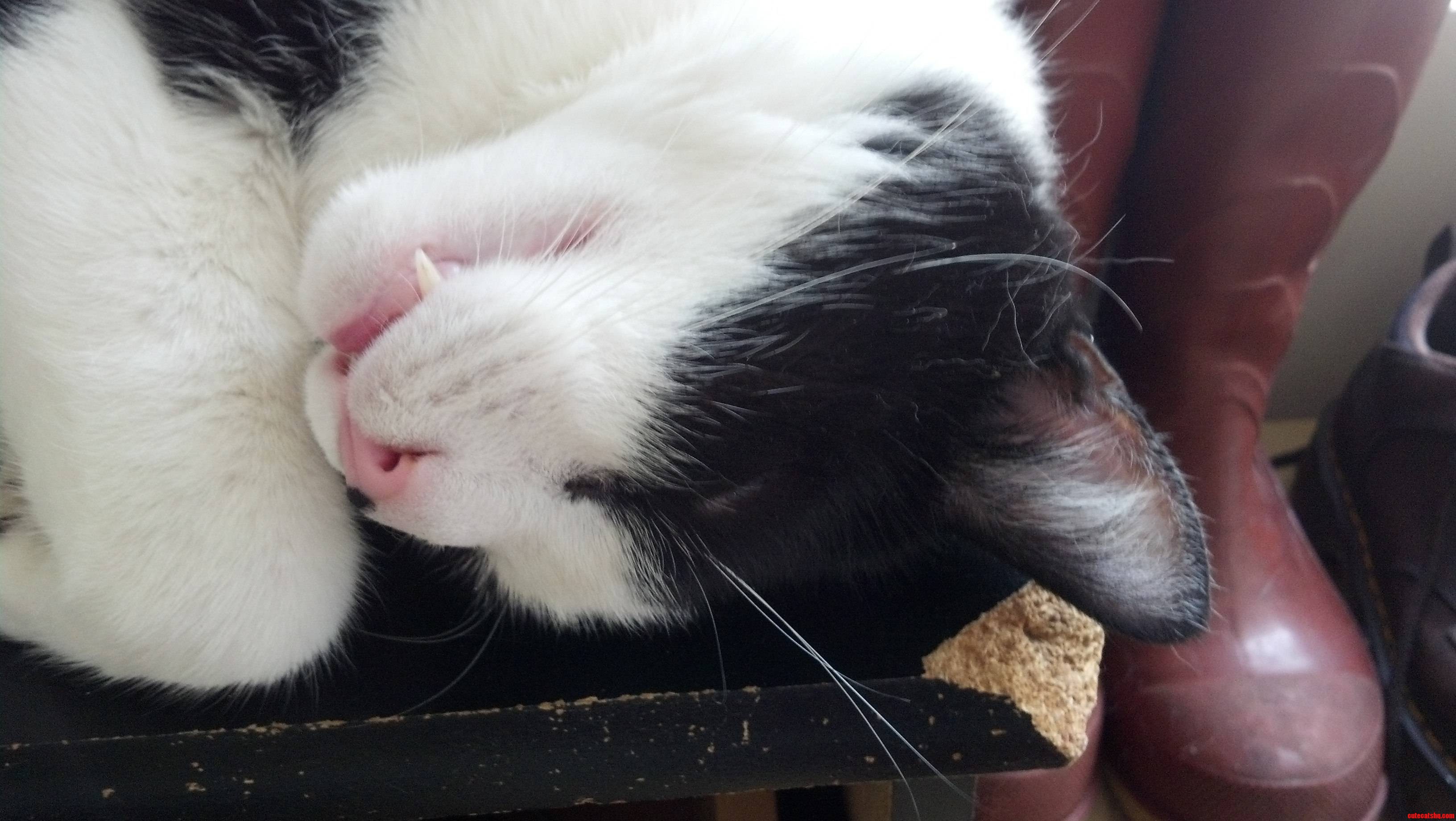 Fang City